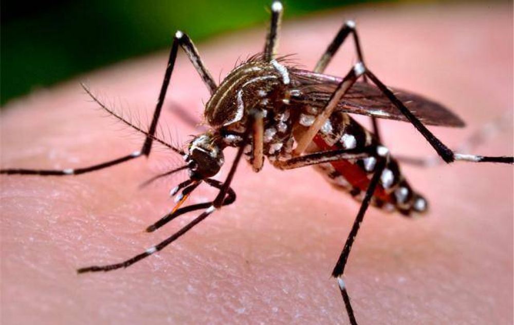 Detectaron en Crdoba dos casos importados de zika