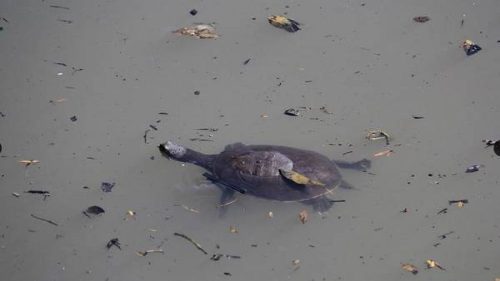 Fauna del Riachuelo: tortugas, roedores y aves sobreviven pese a la contaminacin