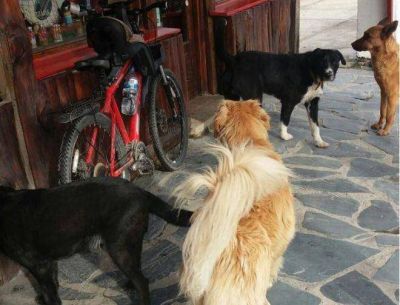 El Municipio har� colocaci�n de chips caninos en las casas y castraciones gratuitas en veterinarias particulares