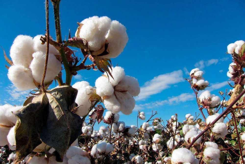 Productores expresan que les preocupa el avance del picudo