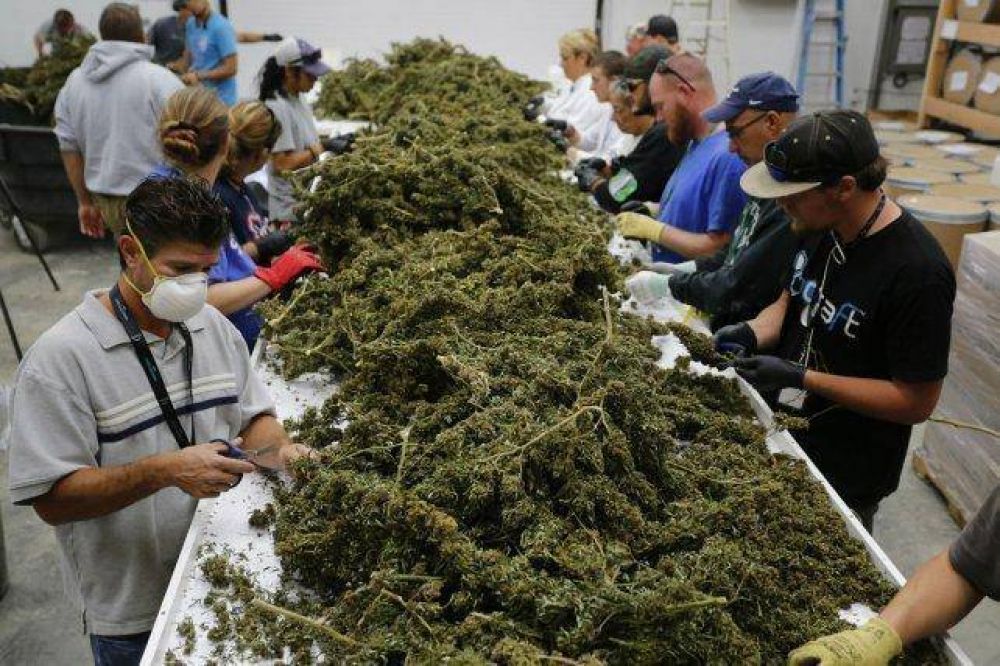 El gobierno santafesino quiere utilizar cannabis en la salud pblica