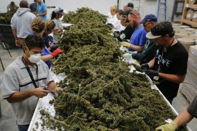 El gobierno santafesino quiere utilizar cannabis en la salud p�blica