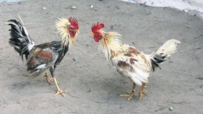 Ri�a de gallos: �La reuni�n con el fiscal fue buena, ahora el asunto qued� en sus manos�