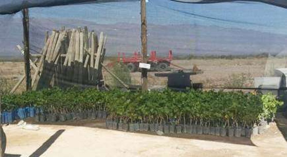 La Rioja: decomiso y destrucci�n de 850 plantines de vid