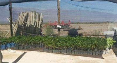 La Rioja: decomiso y destrucci�n de 850 plantines de vid