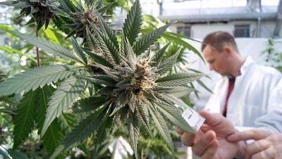 Un juez platense orden� a la obra social a suministrar aceite de marihuana a un beb�
