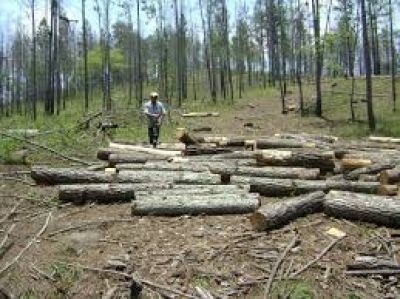 El plan foresto industrial se puede realizar �sin derogar la ley�, plante� la Asamblea de Gualeguaych� ante Senadores