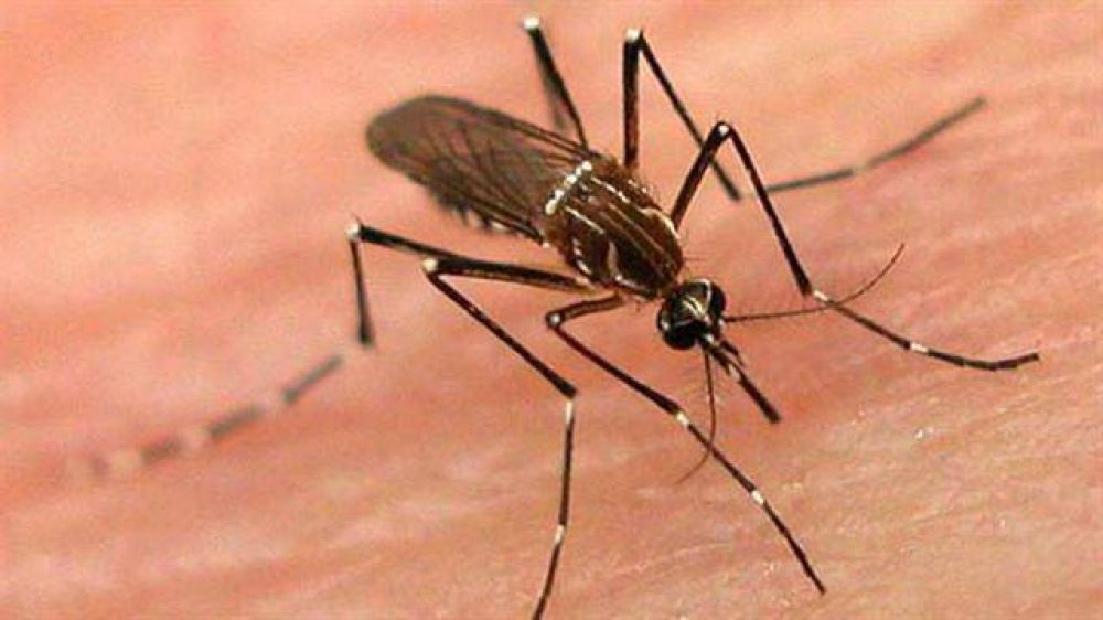 Preocupa al Gobierno la amenaza de una nueva epidemia de dengue y zika