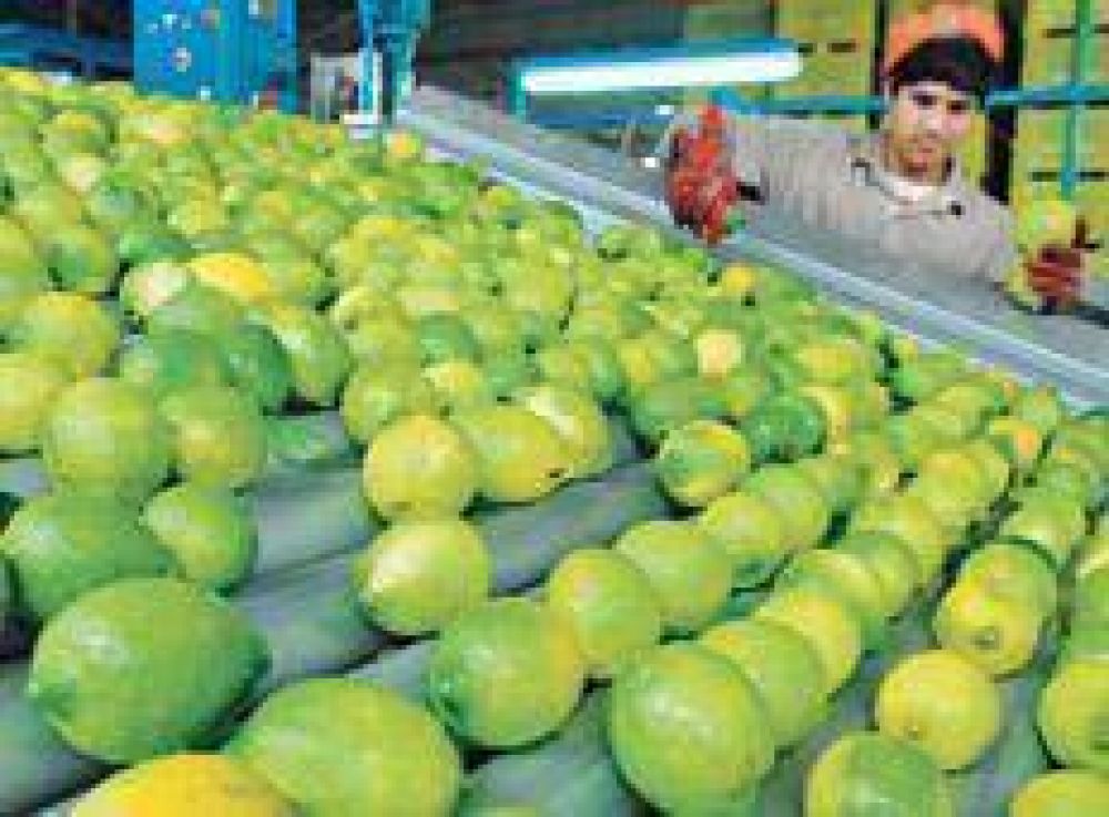 Los productores de limones en alerta