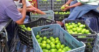Alerta entre los productores de limones