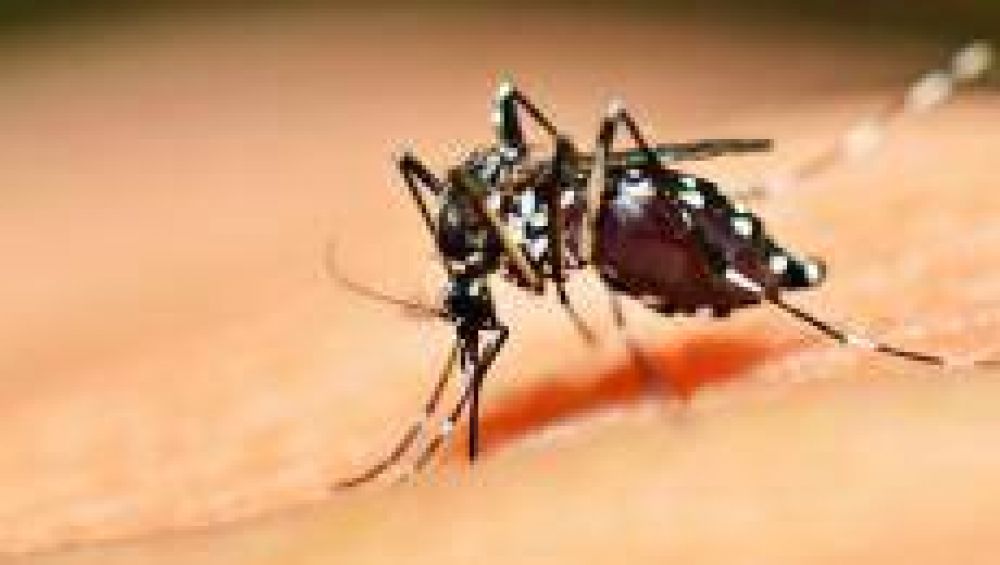 Destacan el trabajo de Tucumn contra el Dengue, Zika y Chikungunya