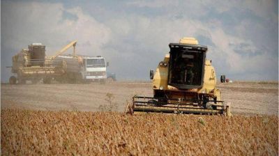 Proyectan menos ventas del aceite de soja a China