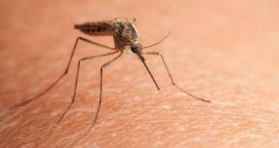 Confirman la primera muerte asociada al virus del zika en Tucumán