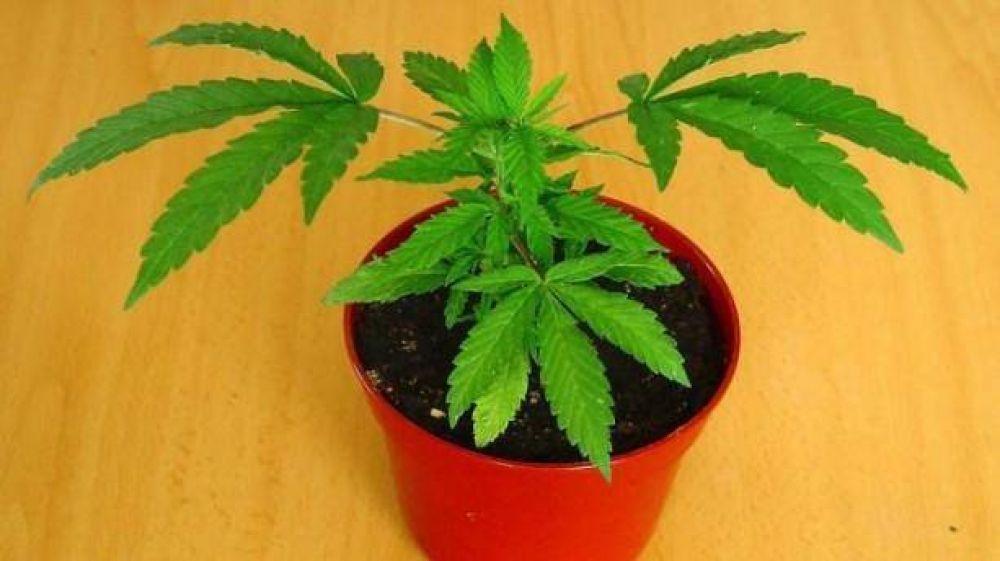 Por tener una planta de marihuana en tu casa vas preso