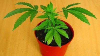 Por tener una planta de marihuana en tu casa vas preso