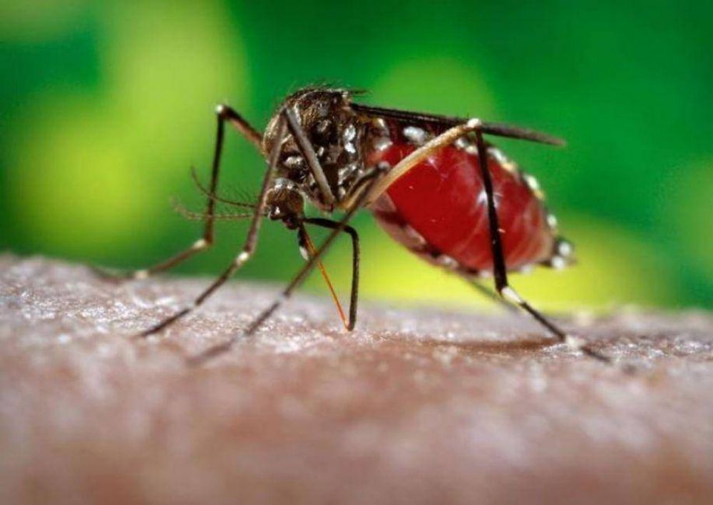 Reportan 12 casos de zika en Salta