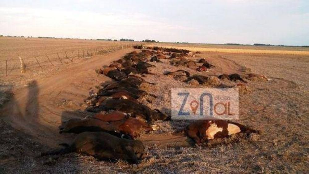 La Pampa: mueren 200 vacas al beber agua contaminada con un herbicida