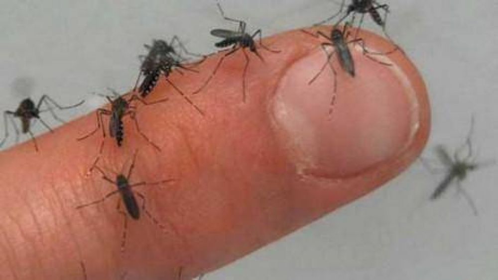 Se iniciar� el s�bado 26 de noviembre la campa�a de prevenci�n contra el dengue