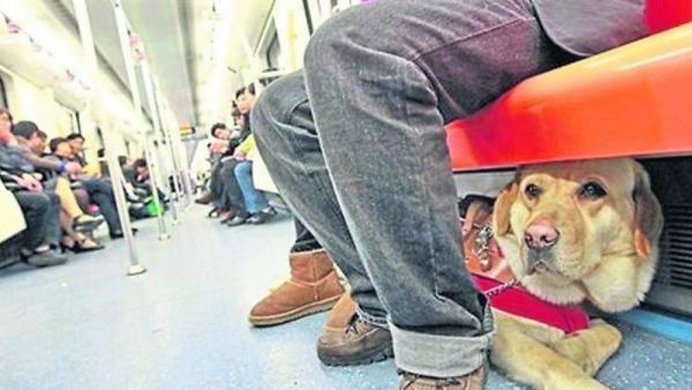 Ya es ley: las mascotas podrn viajar en subte en Buenos Aires