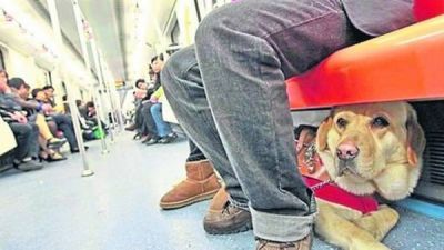 Ya es ley: las mascotas podr�n viajar en subte en Buenos Aires