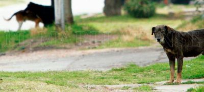 Hay 13 mil perros callejeros en Mar del Plata