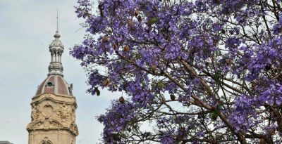 Tras la pol�mica, dan marcha atr�s con la extracci�n de los jacarand�s en Bah�a