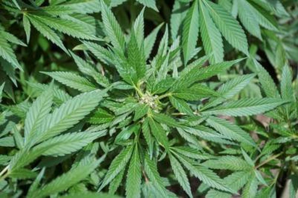 Histrico: media sancin en el Congreso para el uso teraputico del aceite de cannabis