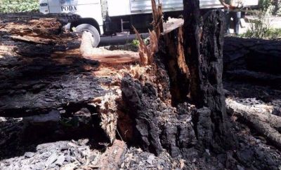 Denuncian que �acci�n irresponsable� provoc� un incendio en el Bosque Peralta Ramos