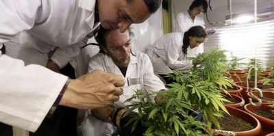 Pacientes salte�os piden que se permita el autocultivo de cannabis