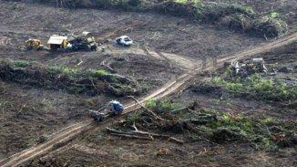 Deforestacin: en 7 aos se perdi una superficie equivalente a Jujuy