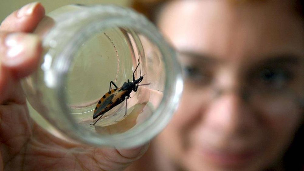 Chagas: se detectaron 5 casos congnitos y 2 nios sufrieron picaduras de vinchucas