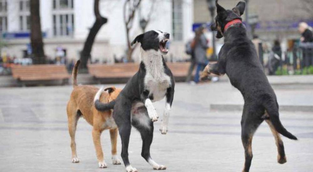 Crdoba: proteccionistas culpan a funcionarios por la proliferacin de perros en las calles