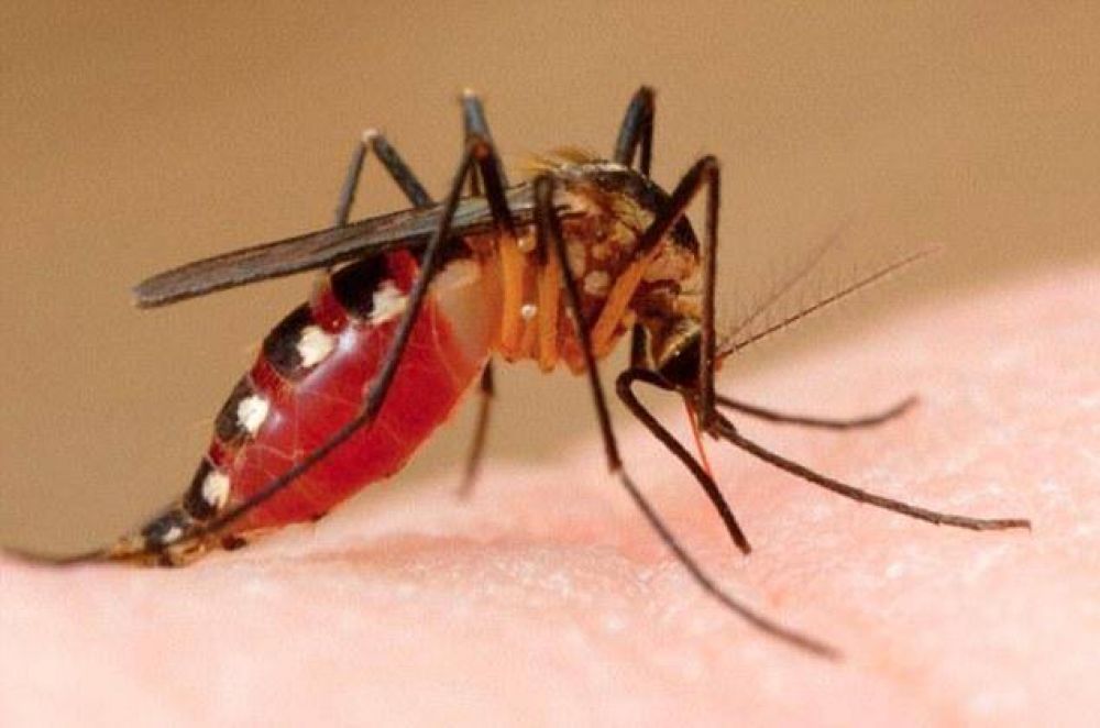 Sospechan de ms casos de dengue y leptospirosis en la provincia 