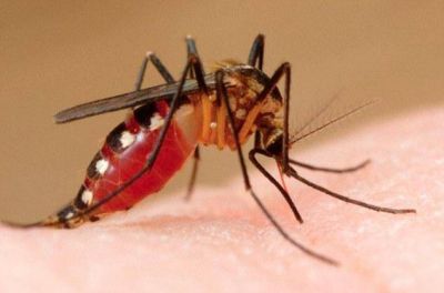 Sospechan de m�s casos de dengue y leptospirosis en la provincia 