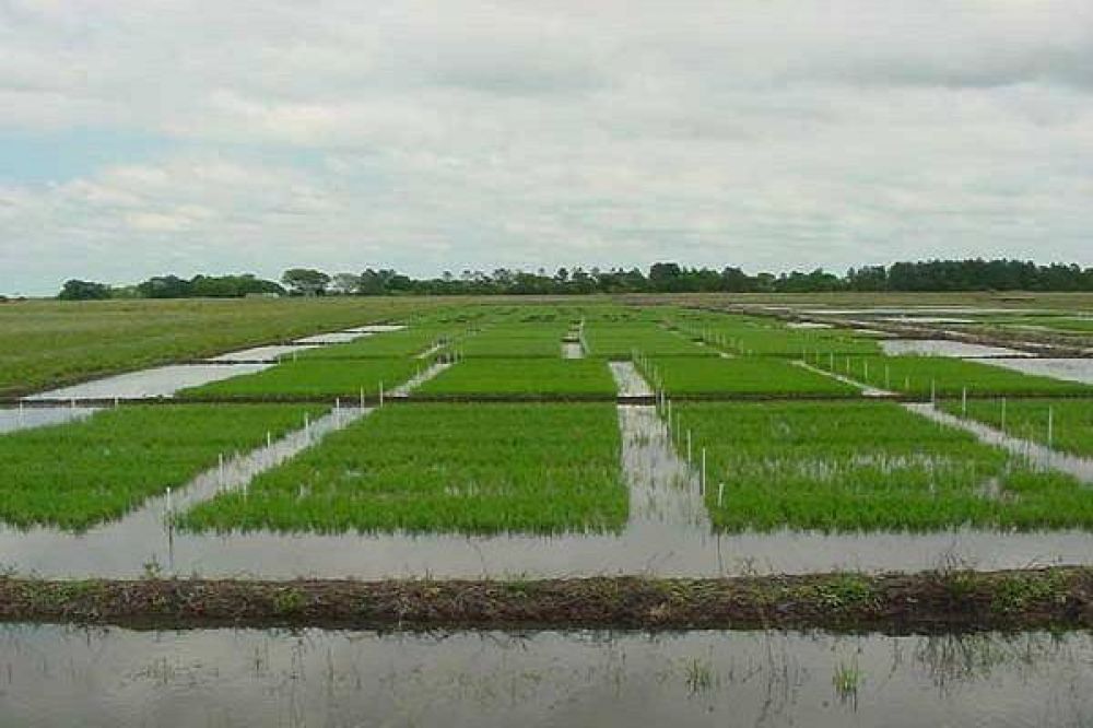 Finaliz la siembra de arroz en Entre Ros 
