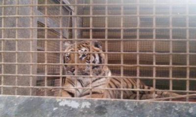 Prohiben circos y zool�gicos con animales en territorio riojano