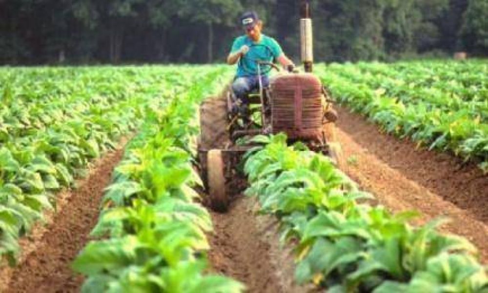 La Nacin firm y se destrabaron los fondos para el pago de los productores tabacaleros