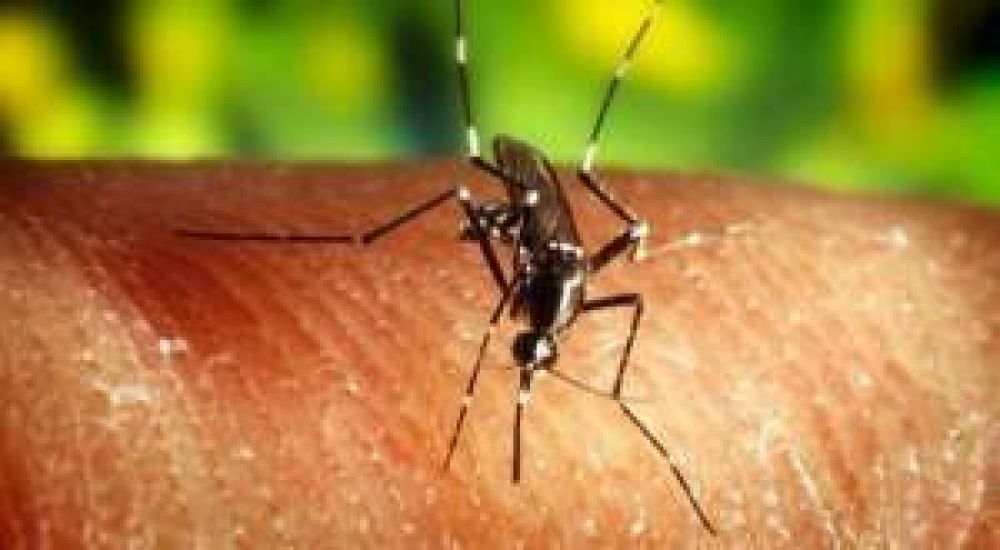 Monte intensifica los controles para combatir el dengue