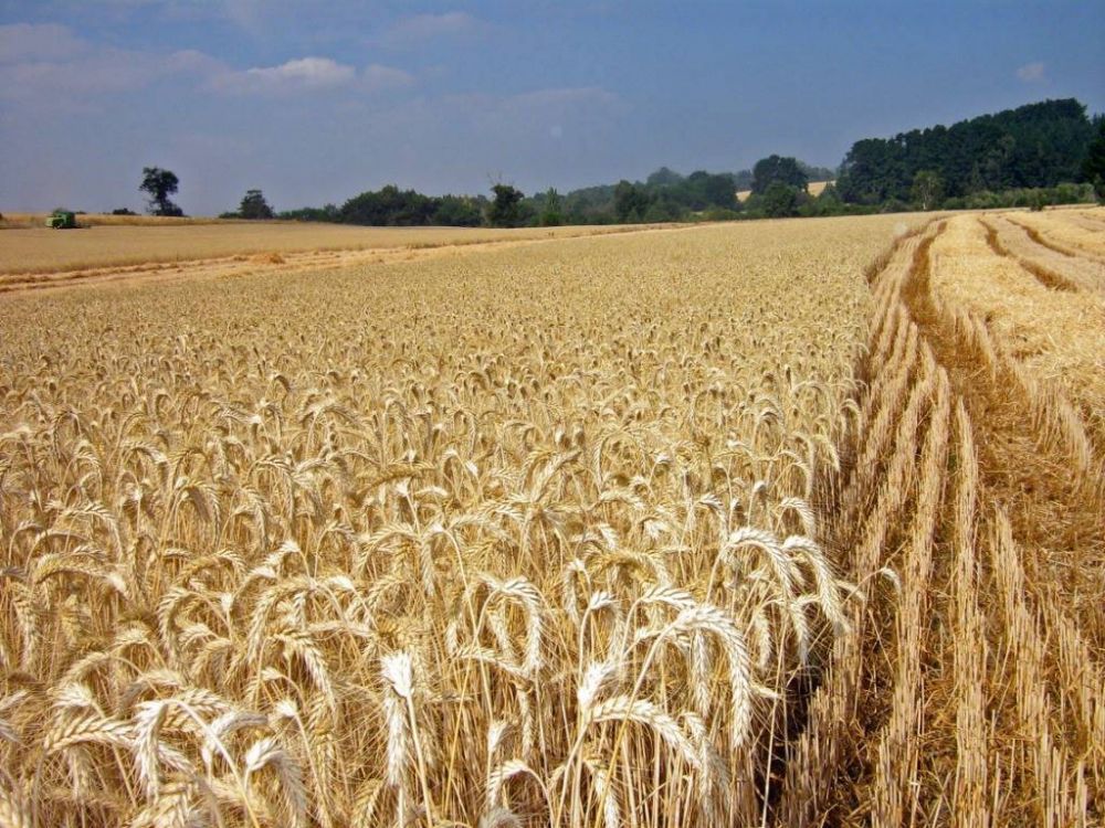 Se cosech ms del 70 por ciento del trigo de la provincia 