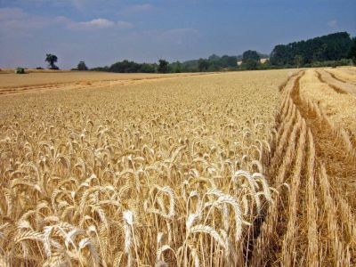 Se cosechó más del 70 por ciento del trigo de la provincia 