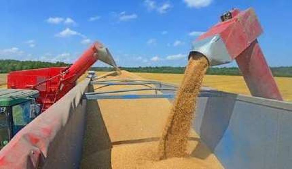 Efecto trigo: la produccin de Balcarce ira al mercado brasileo