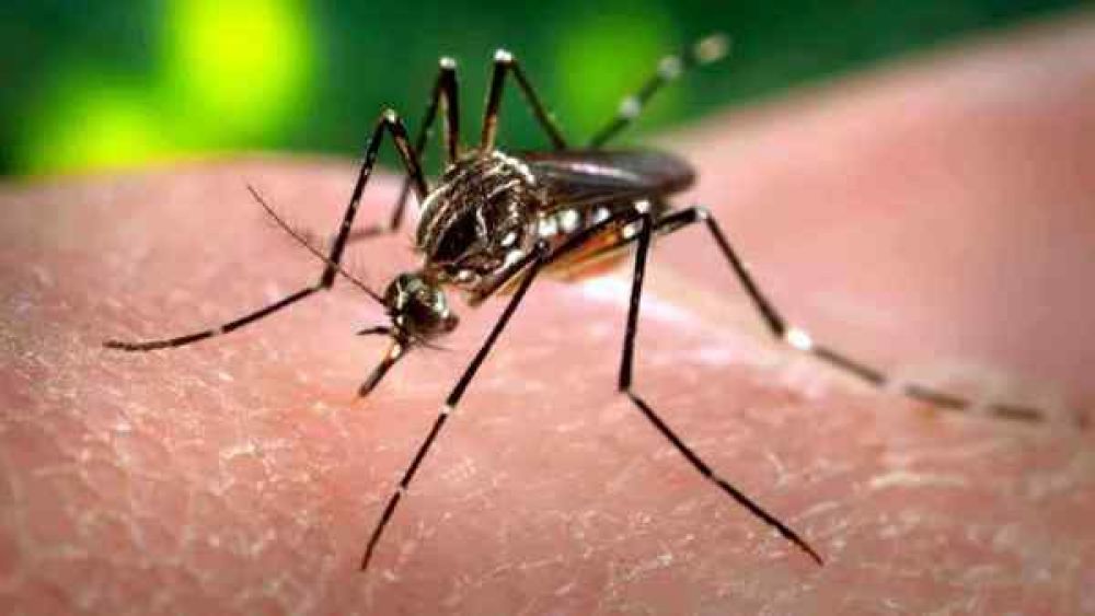 Piden mantener acciones de descacharrizacin para bajar la proliferacin de mosquitos que transmiten el dengue
