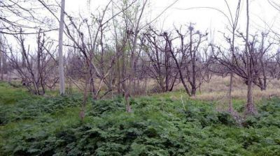La fruta perdi� 19.000 hect�reas en las �ltimas seis temporadas