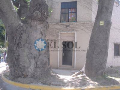 Piden sacar �rboles
