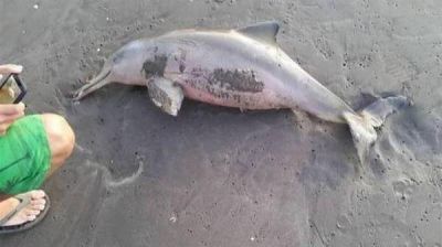 Provincia estableci� protocolo para evitar incidentes con animales