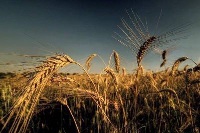 La produccin de trigo alcanzara las 840 mil toneladas en Entre Ros 