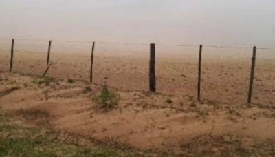 Reflotan un proyecto de forestaci�n para hacer madera