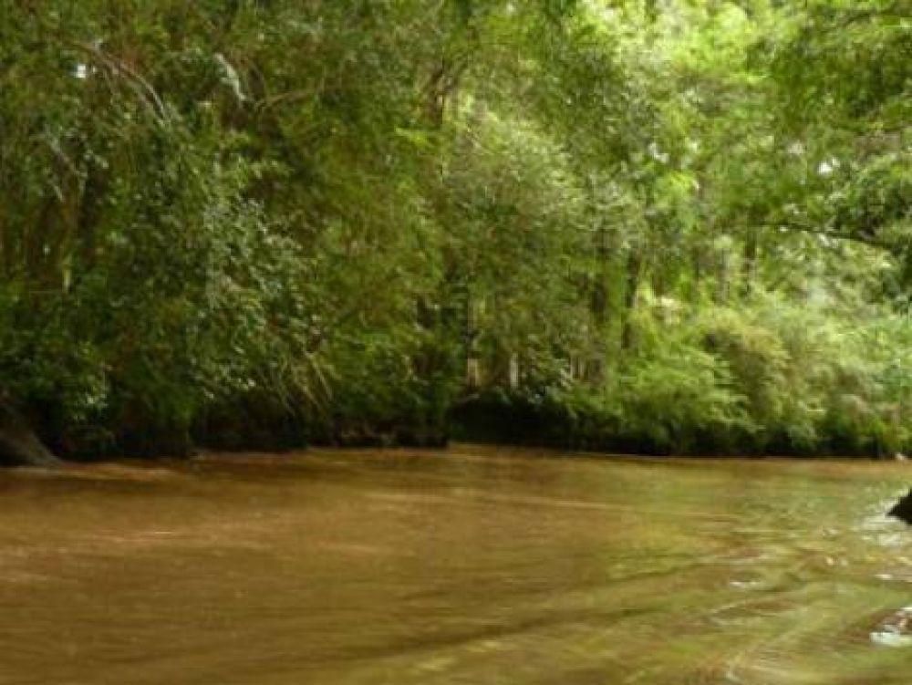 Una Ley de Bosques para la provincia de Buenos Aires