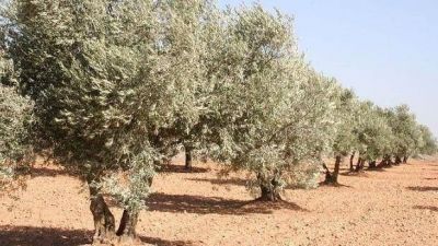 Naci�n compens� con fondos a Producci�n por el incremento de la tarifa energ�tica