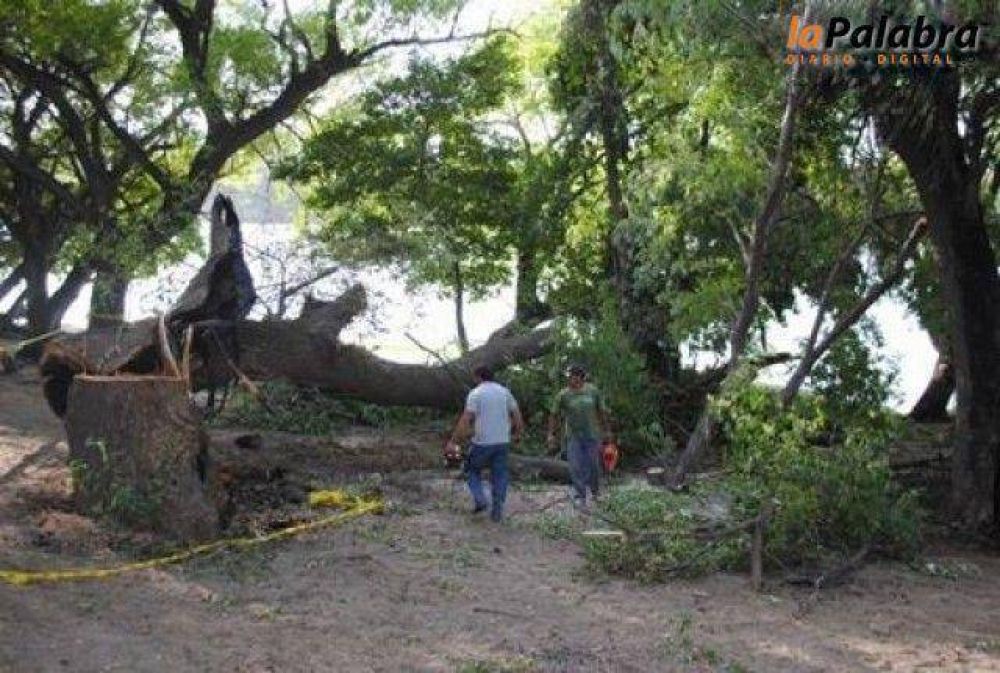 Por actos v�ndalicos debieron talar �rboles en la costanera de Patagones